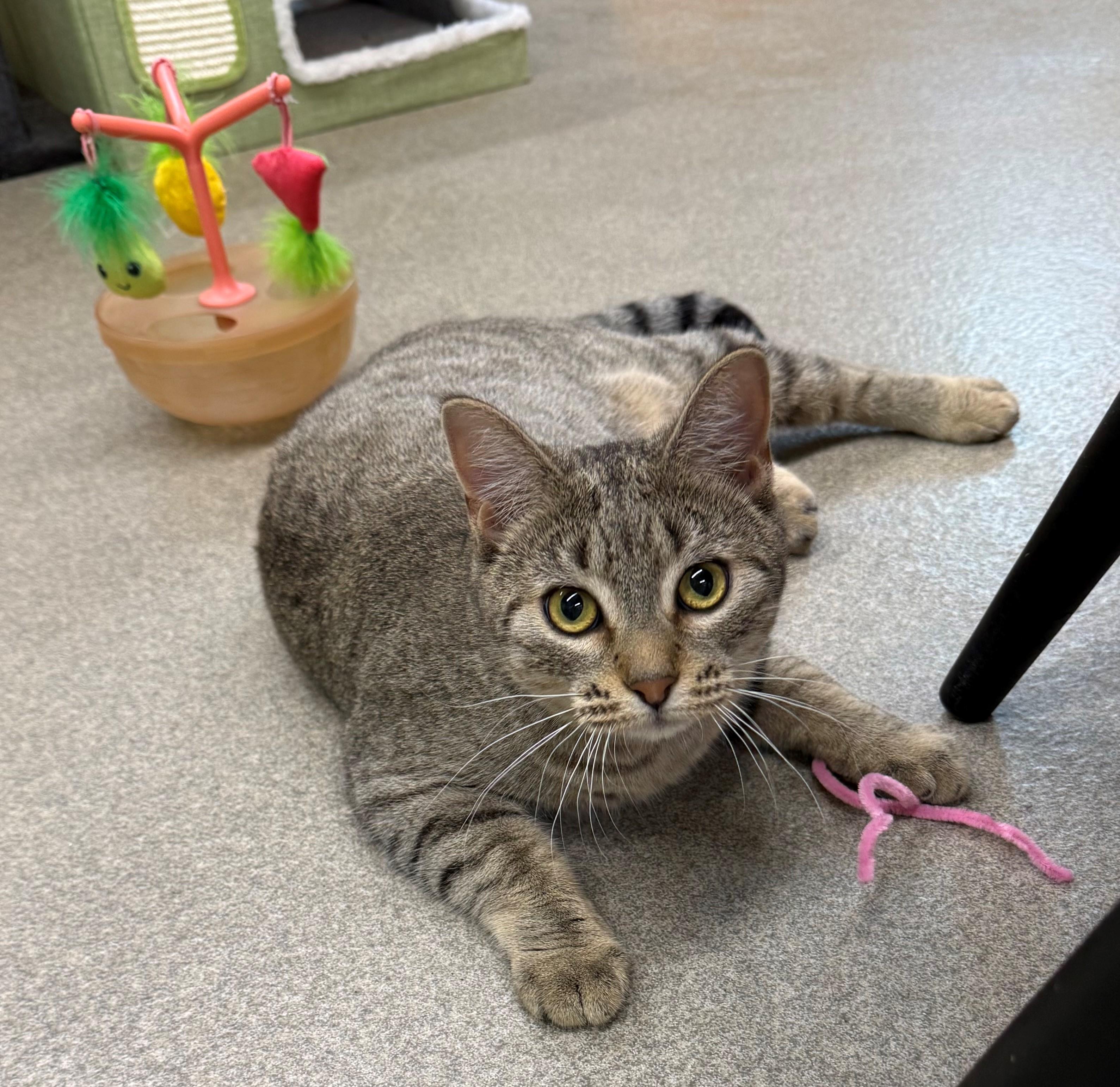 Enlarge Fern, an adopted Domestic Short Hair in Edison, NJ image 1/1