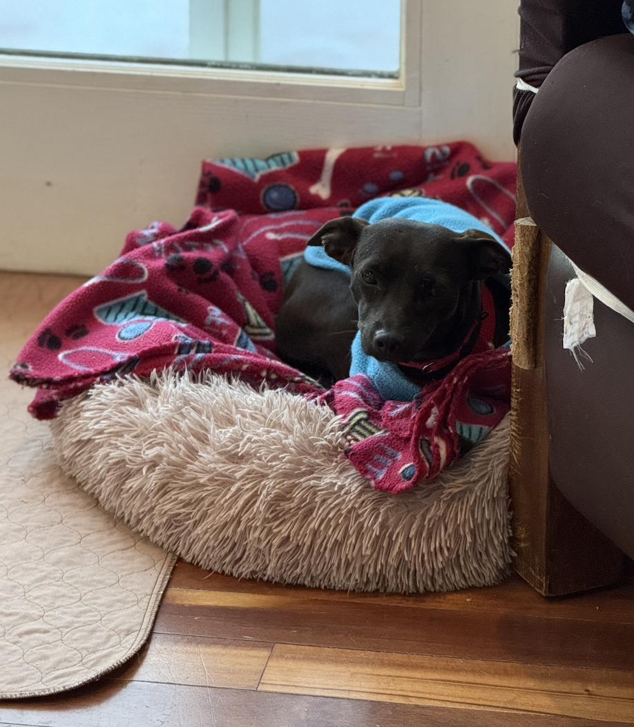 Enlarge Marisol, a Adoptable mixed breed in Norwalk, CT image 2/4