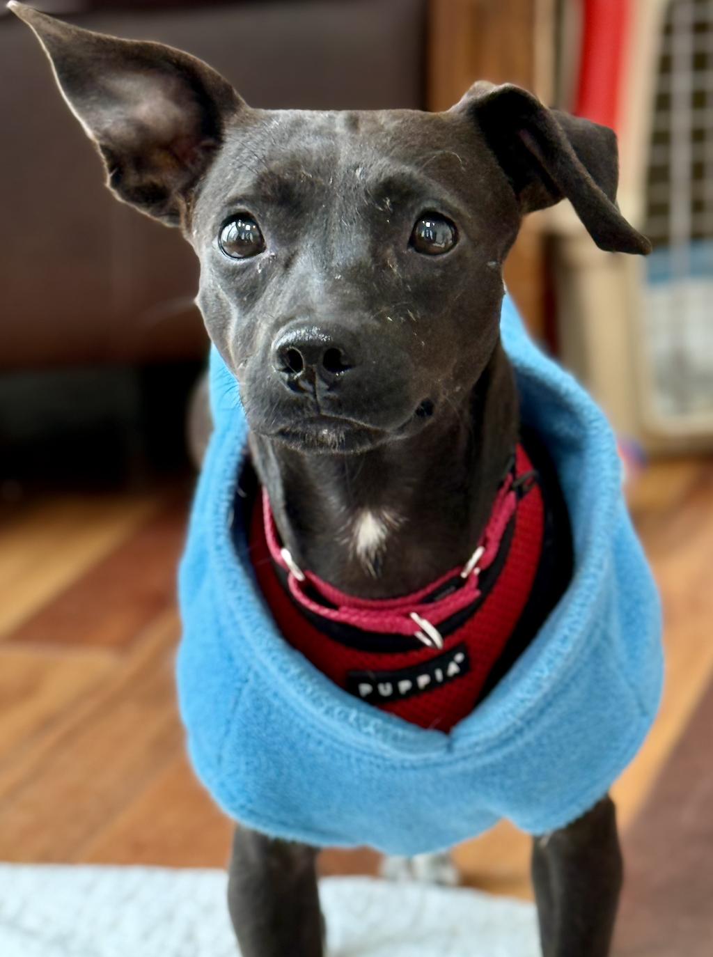 Enlarge Marisol, a Adoptable mixed breed in Norwalk, CT image 3/4