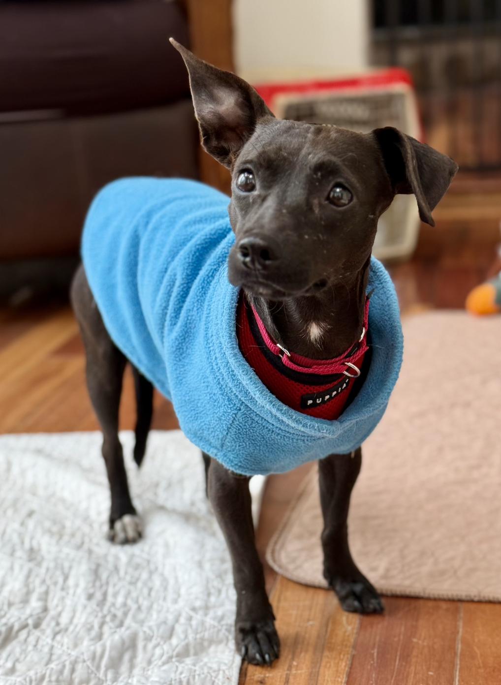 Enlarge Marisol, a Adoptable mixed breed in Norwalk, CT image 1/4