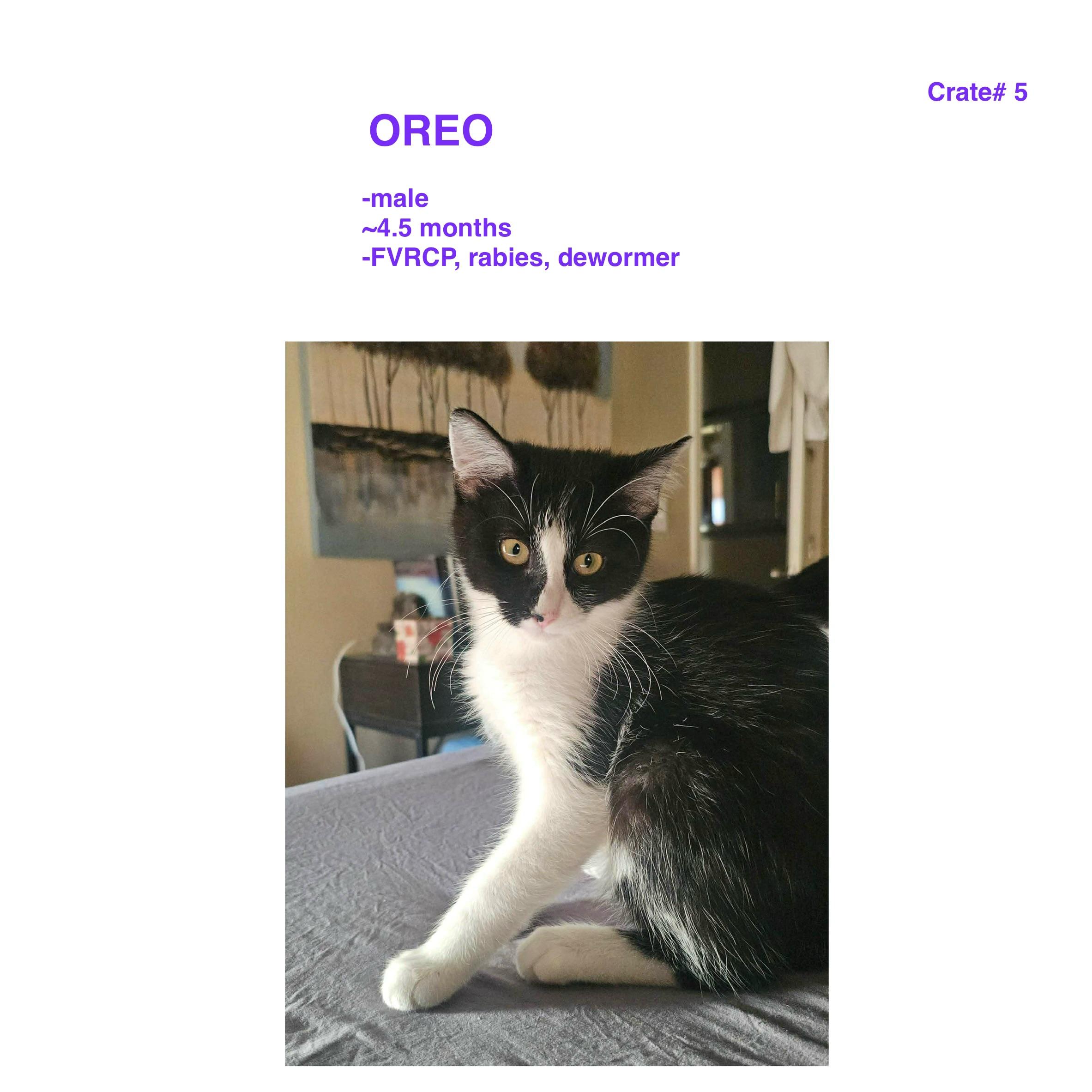 Oreo, adopted, Young Male Domestic Short Hair.