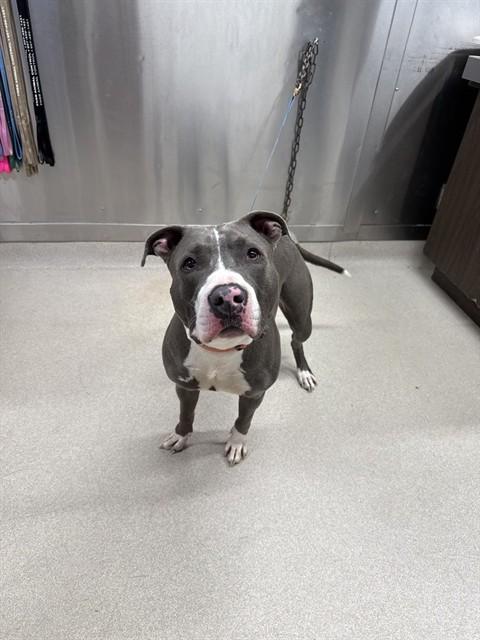 Enlarge CHE'LU, a Adoptable Pit Bull Terrier in Fairbanks, AK image 1/1