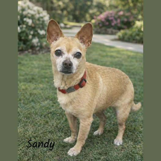 Sandy, ADOPTABLE, Senior Female Chihuahua.