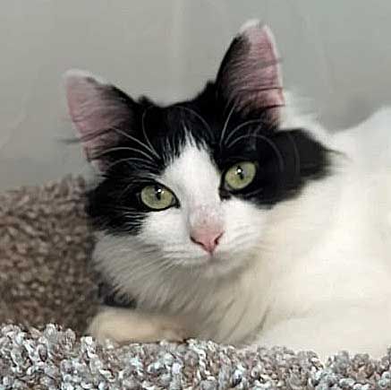Opal, adoptable, Adult Female Manx.