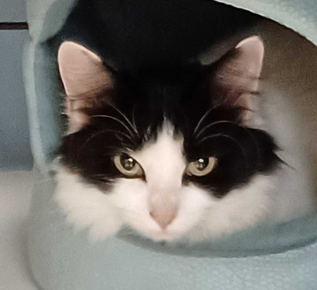 Opal, an adoptable Manx in Spokane, WA image 2/5