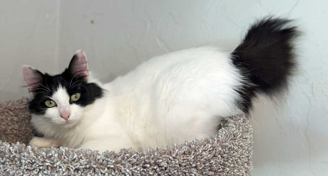 Opal, an adoptable Manx in Spokane, WA image 3/5