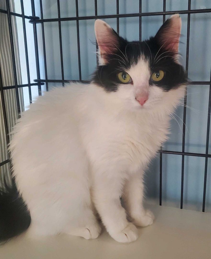 Opal, an adoptable Manx in Spokane, WA image 4/5