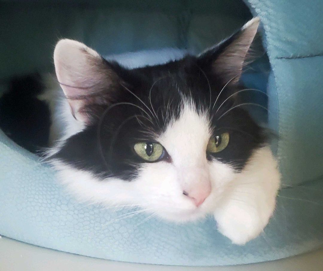 Opal, an adoptable Manx in Spokane, WA image 5/5