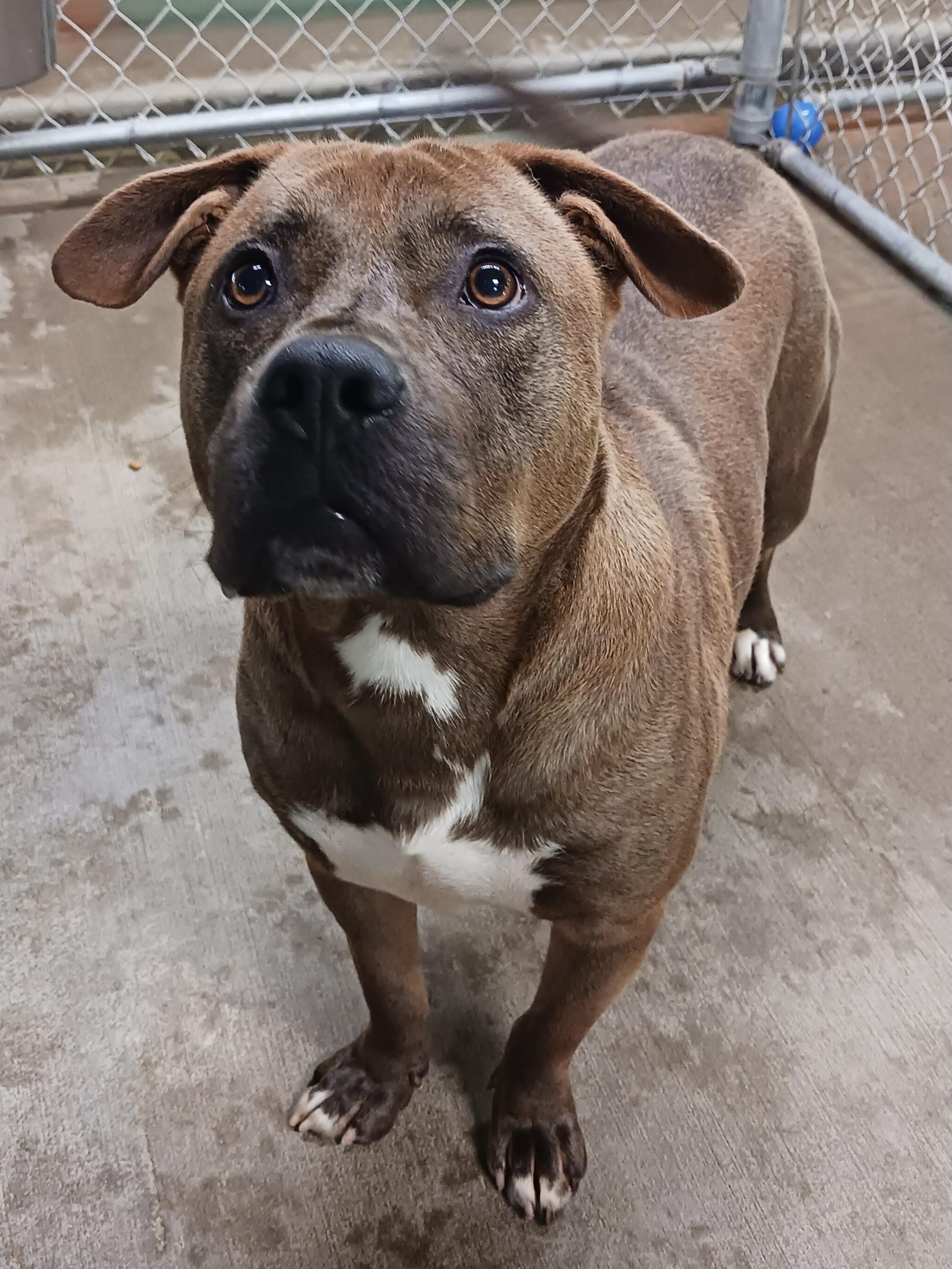 Brownie, Adoptable, Young Male Pit Bull Terrier.