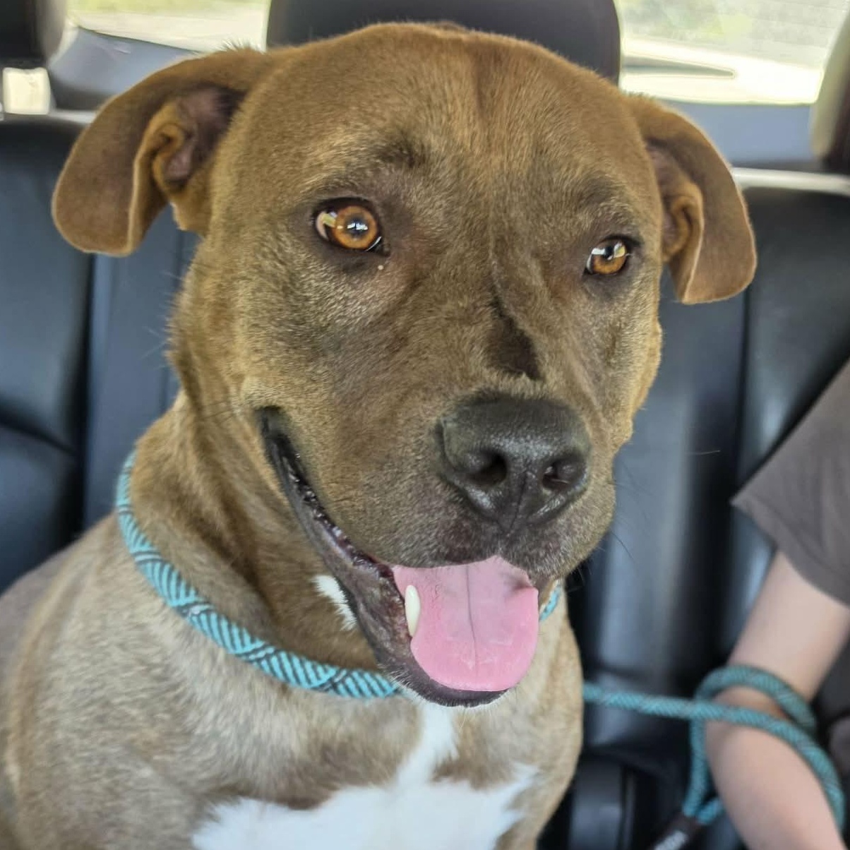 Enlarge Brownie, a Adoptable mixed breed in Saint Marys, WV image 3/6