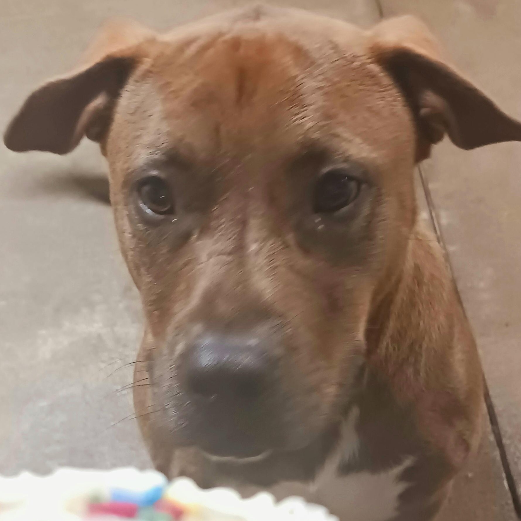 Enlarge Brownie, a Adoptable mixed breed in Saint Marys, WV image 1/6