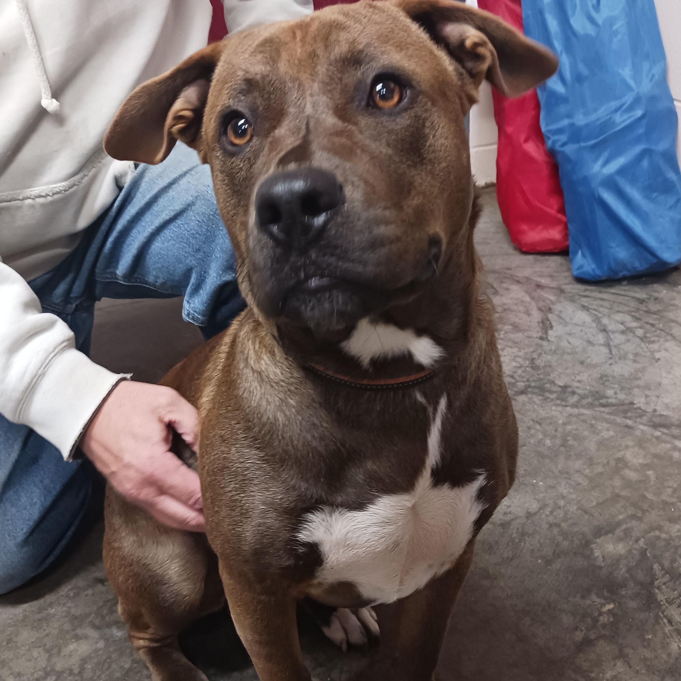 Enlarge Brownie, a Adoptable mixed breed in Saint Marys, WV image 3/5