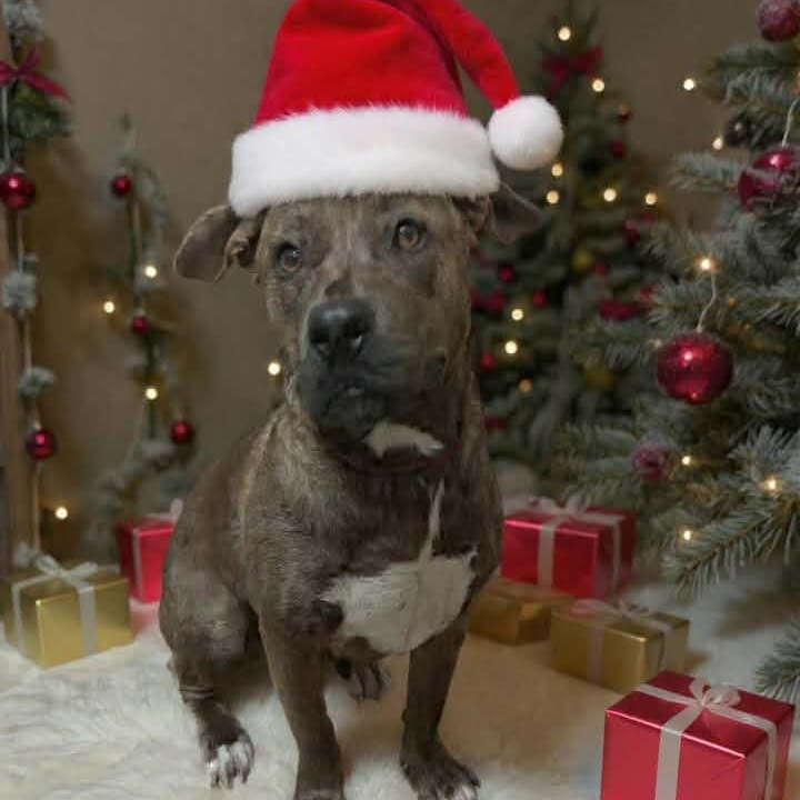 Brownie, Adoptable, Young Male Pit Bull Terrier.