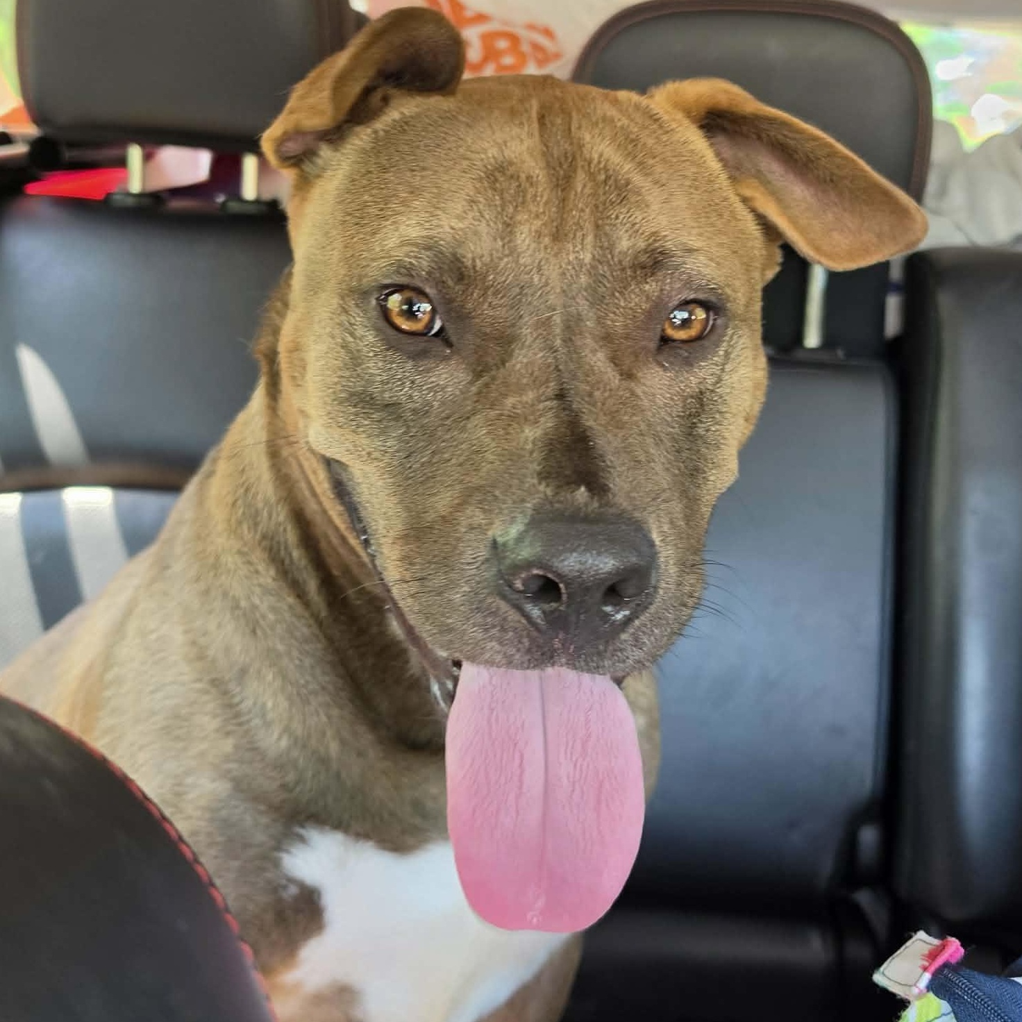 Enlarge Brownie, a Adoptable mixed breed in Saint Marys, WV image 2/6