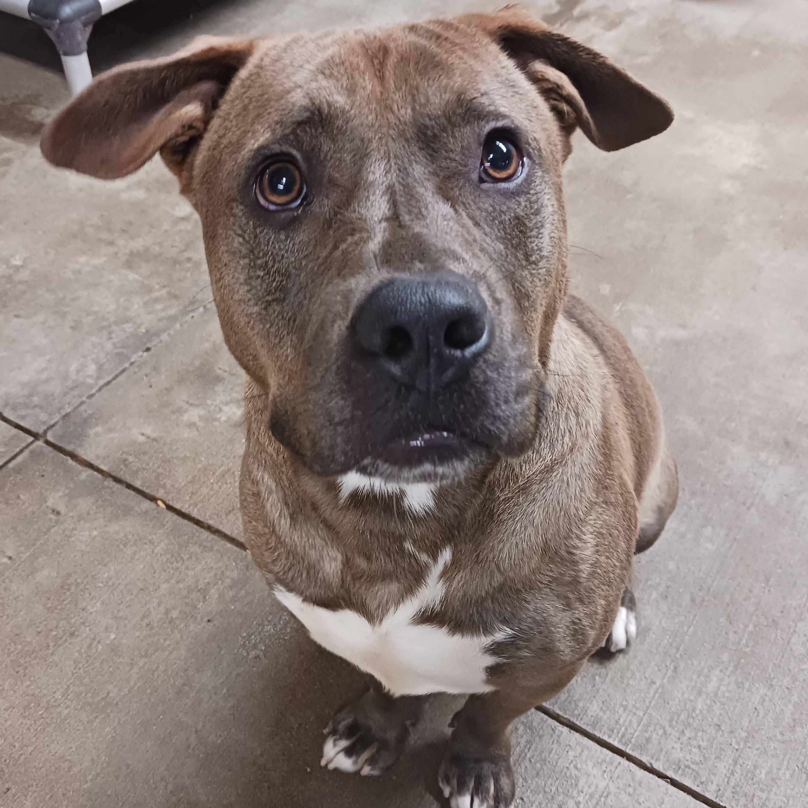 Brownie, Adoptable, Young Male Pit Bull Terrier.