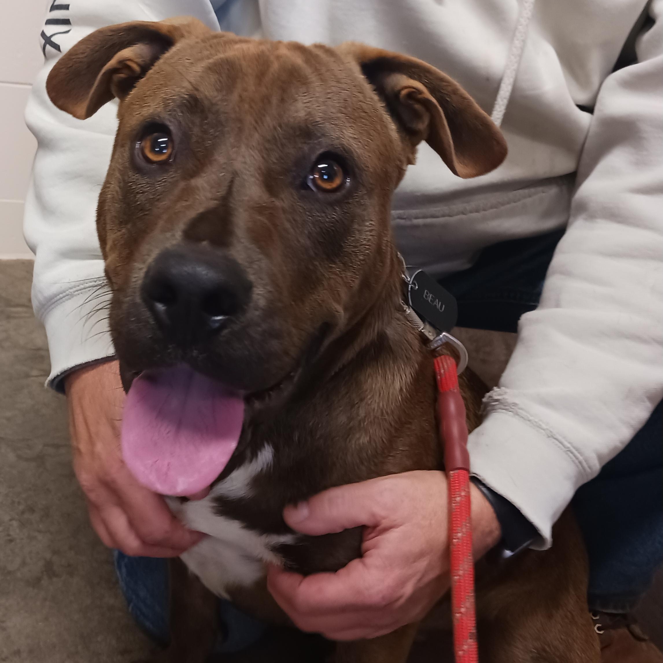 Enlarge Brownie, a Adoptable mixed breed in Saint Marys, WV image 2/5