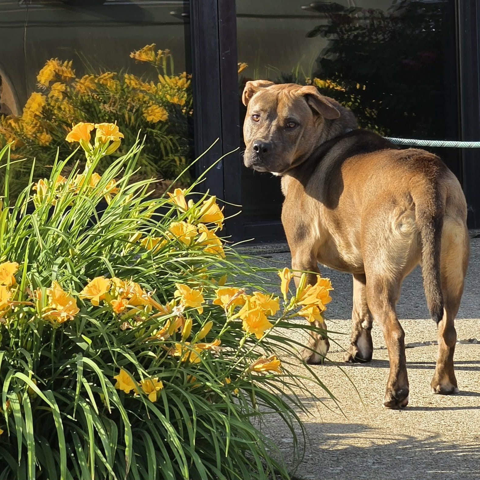 Enlarge Brownie, a Adoptable mixed breed in Saint Marys, WV image 4/6