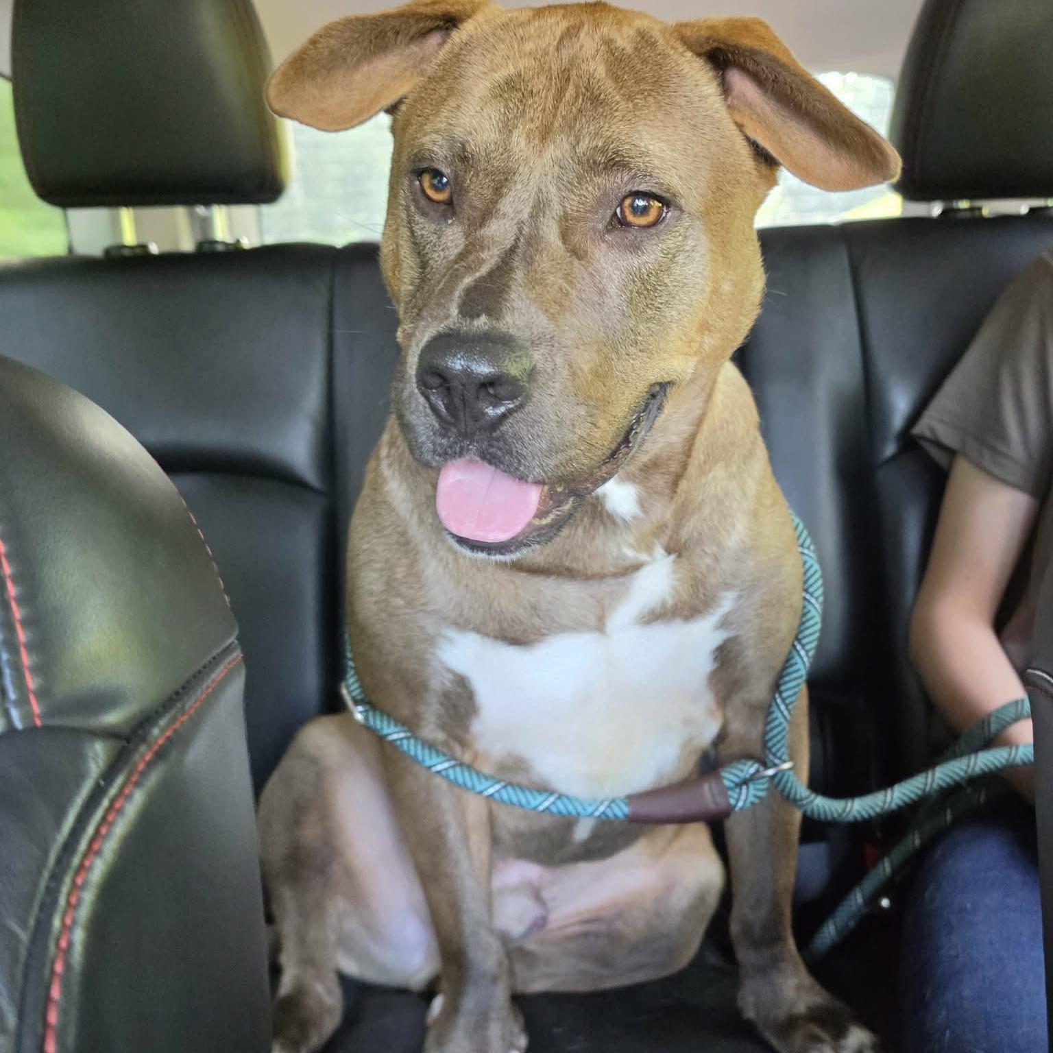 Enlarge Brownie, a Adoptable mixed breed in Saint Marys, WV image 5/6