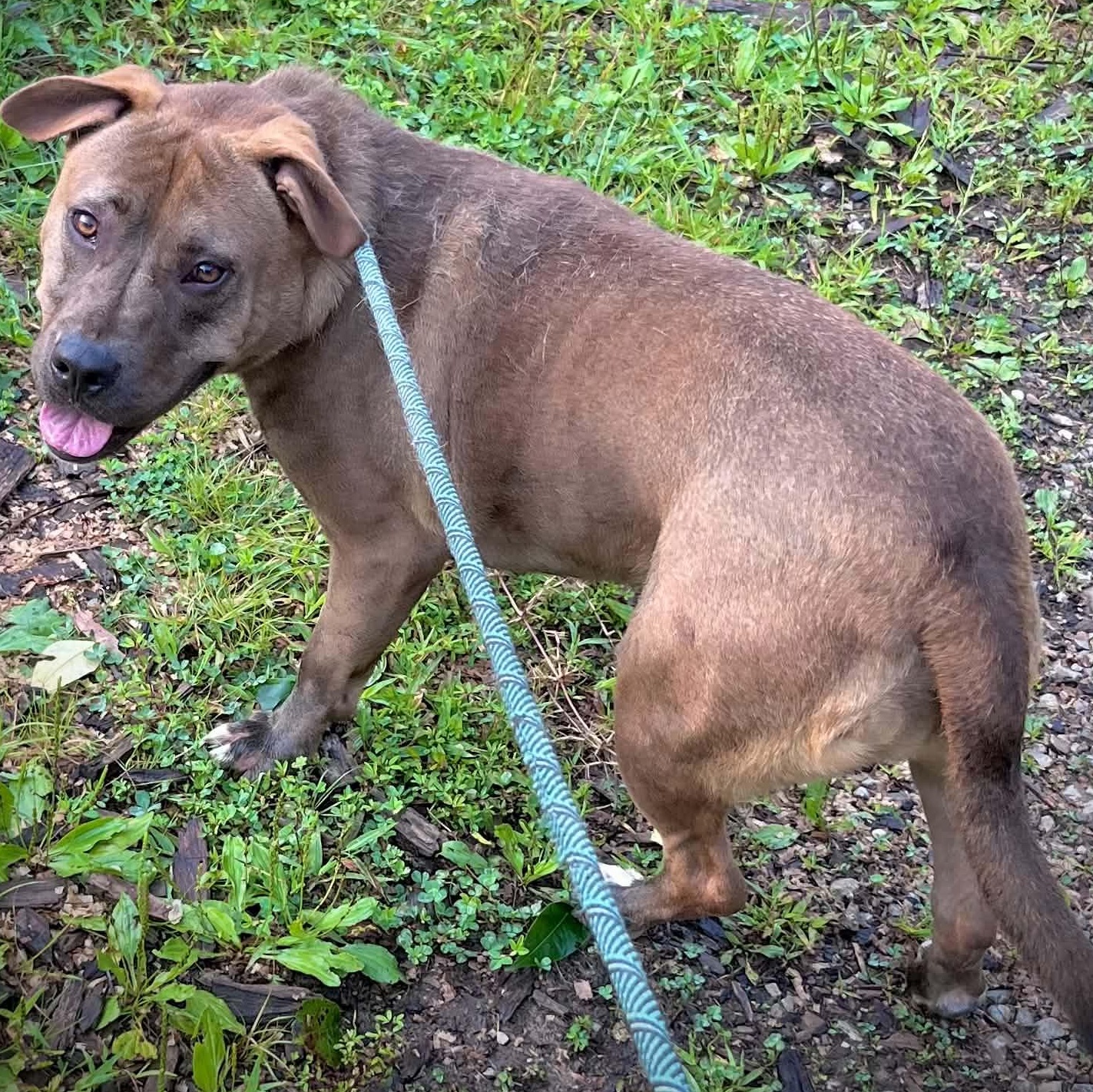 Enlarge Brownie, a Adoptable mixed breed in Saint Marys, WV image 2/6