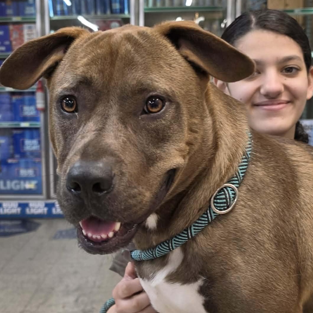 Brownie, Adoptable, Young Male Pit Bull Terrier.