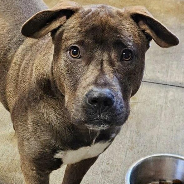 Brownie, a Adoptable mixed breed in Saint Marys, WV image 1/5