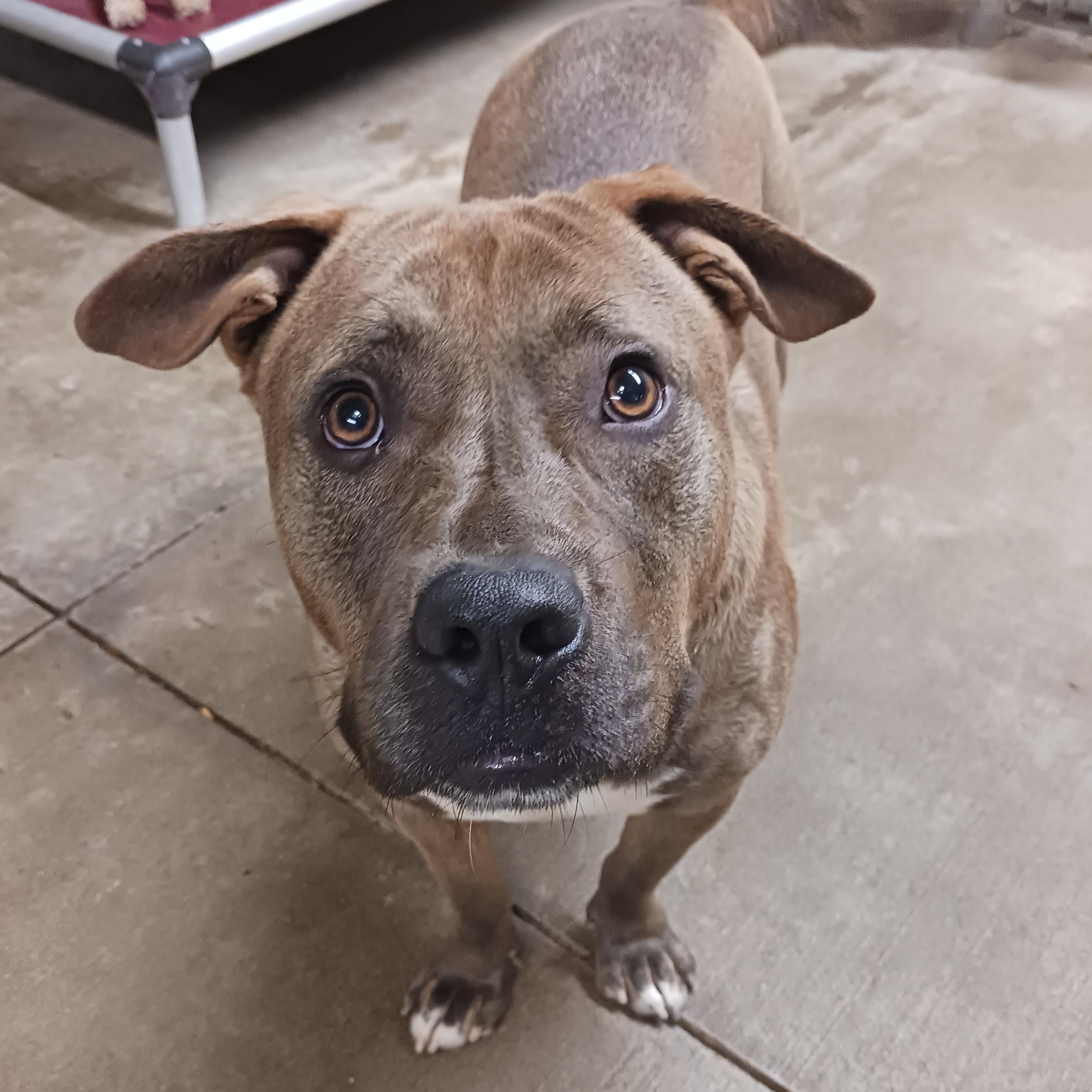 Enlarge Brownie, a Adoptable mixed breed in Saint Marys, WV image 2/6