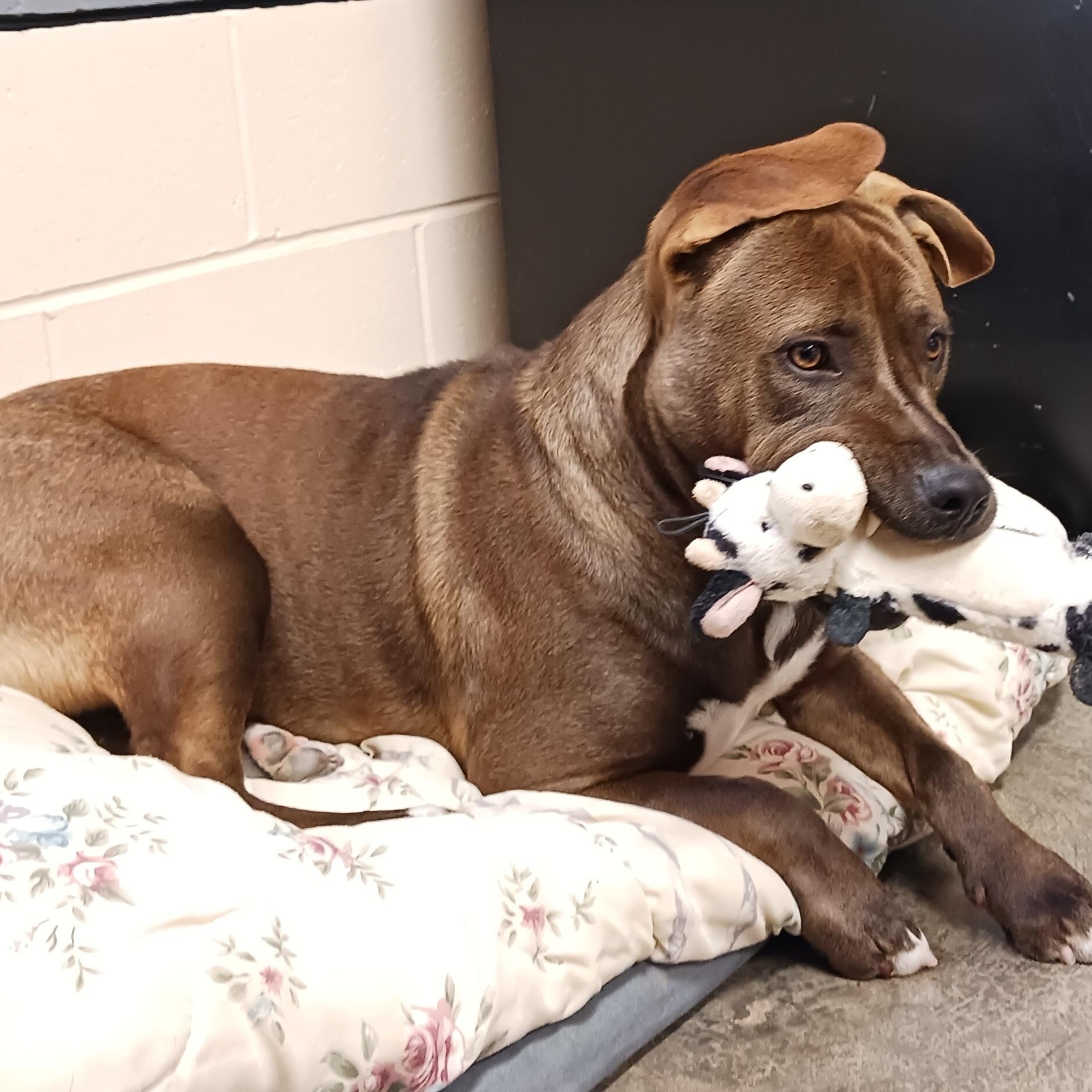 Enlarge Brownie, a Adoptable mixed breed in Saint Marys, WV image 4/5