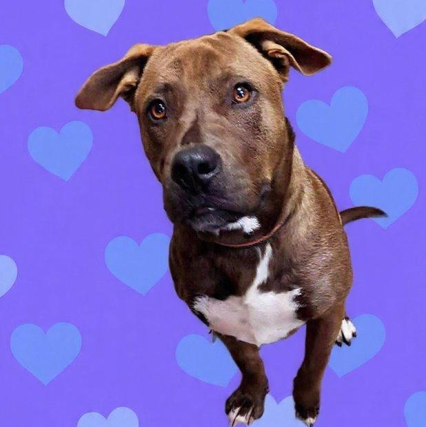 Enlarge Brownie, a Adoptable mixed breed in Saint Marys, WV image 1/5