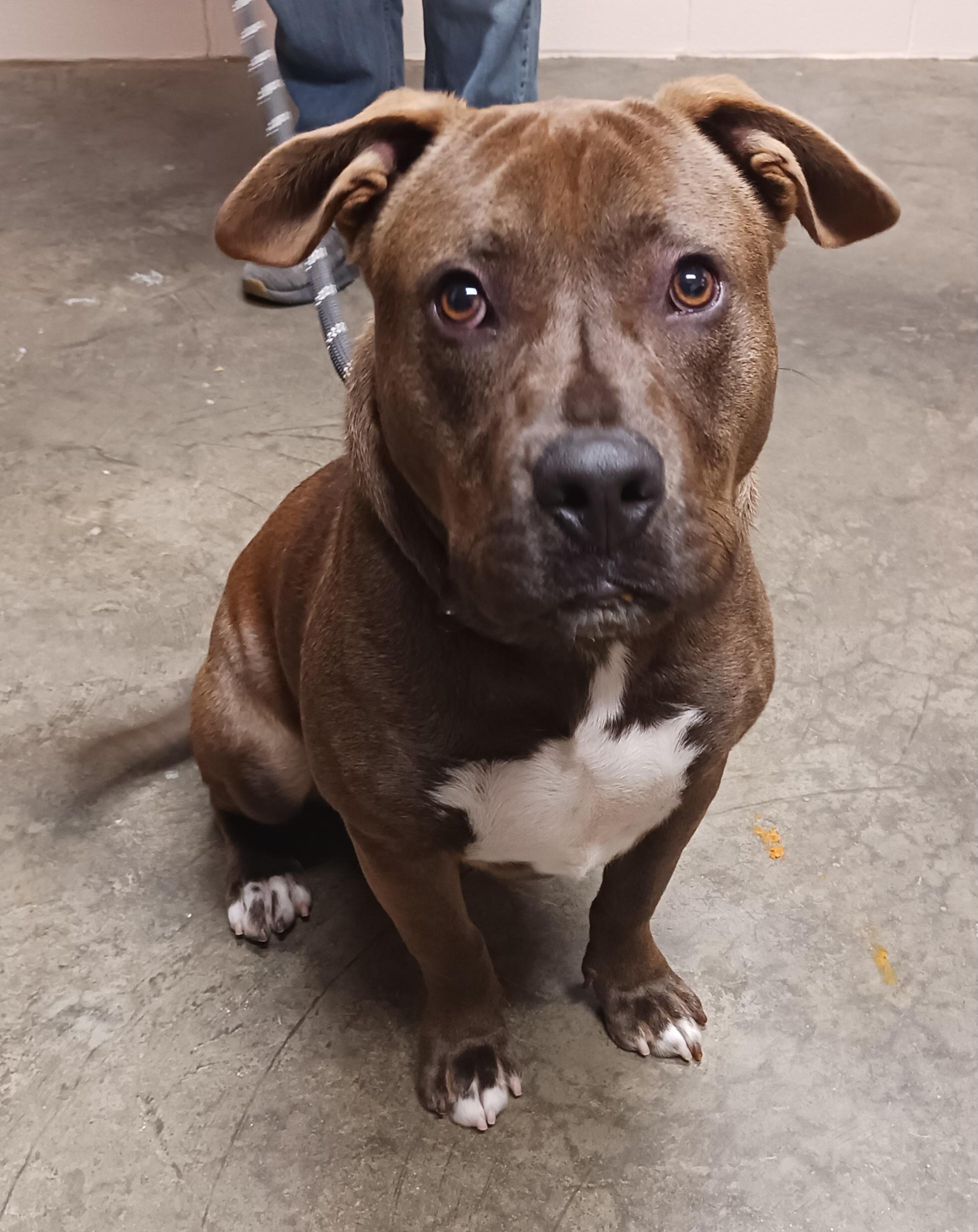 Enlarge Brownie, a Adoptable mixed breed in Saint Marys, WV image 5/5