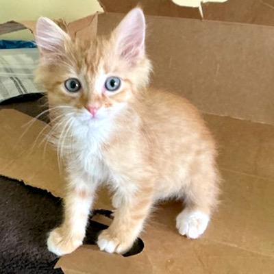 Killarney, Adoptable, Kitten Male Domestic Short Hair.