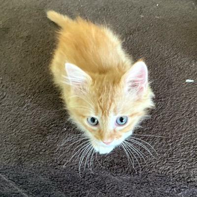 Killarney, a Adoptable Domestic Short Hair in Mississauga, ON image 3/3