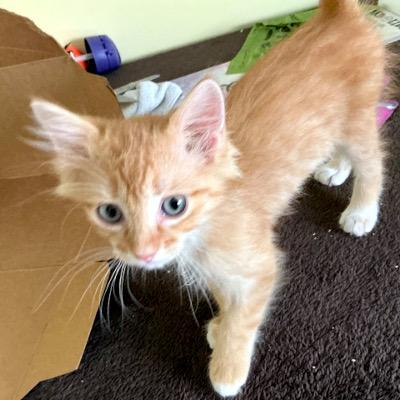 Killarney, a Adoptable Domestic Short Hair in Mississauga, ON image 2/3