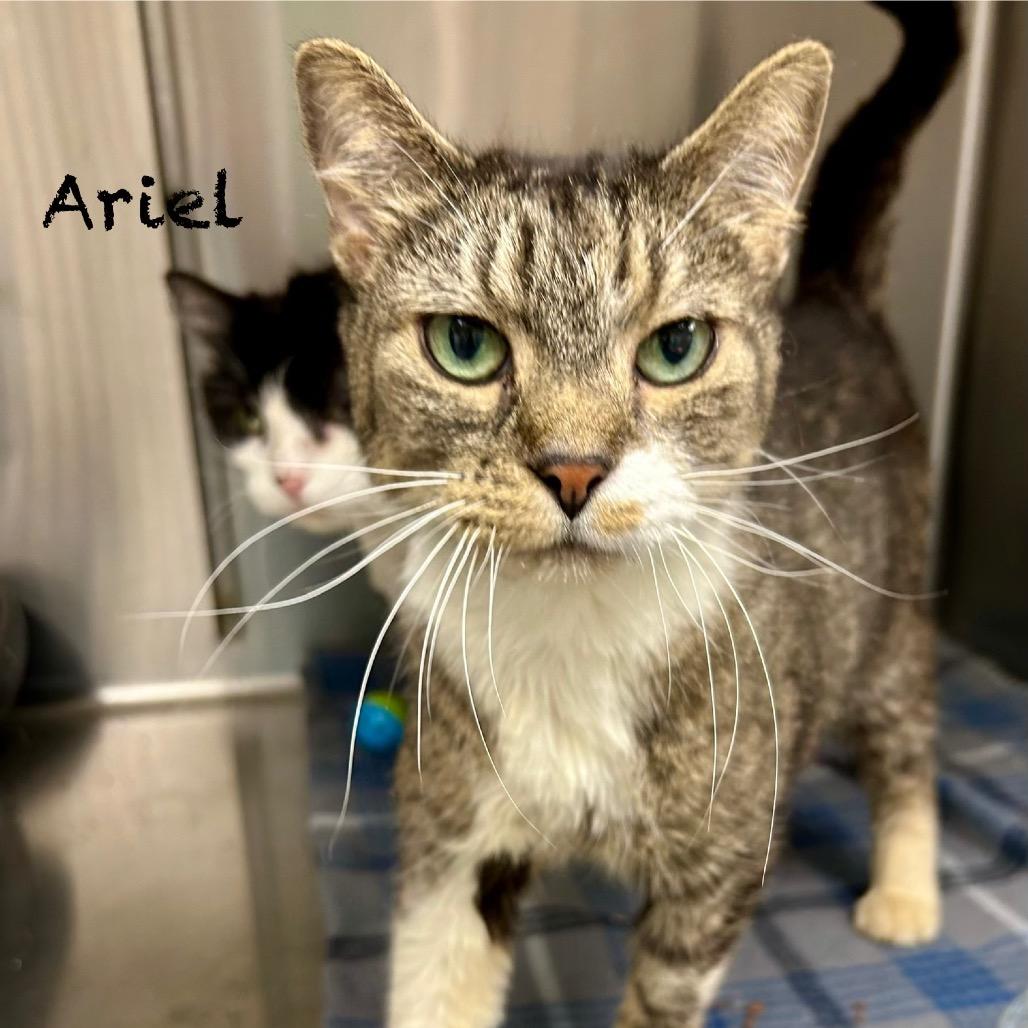 Ariel, Adoptable, Senior Female Domestic Short Hair.
