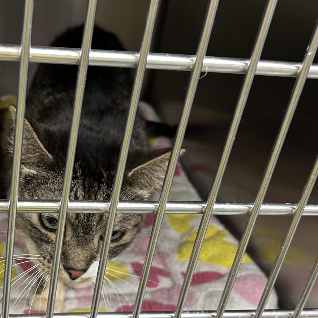 Ariel, a Adoptable Domestic Short Hair in Hannibal, MO image 2/3