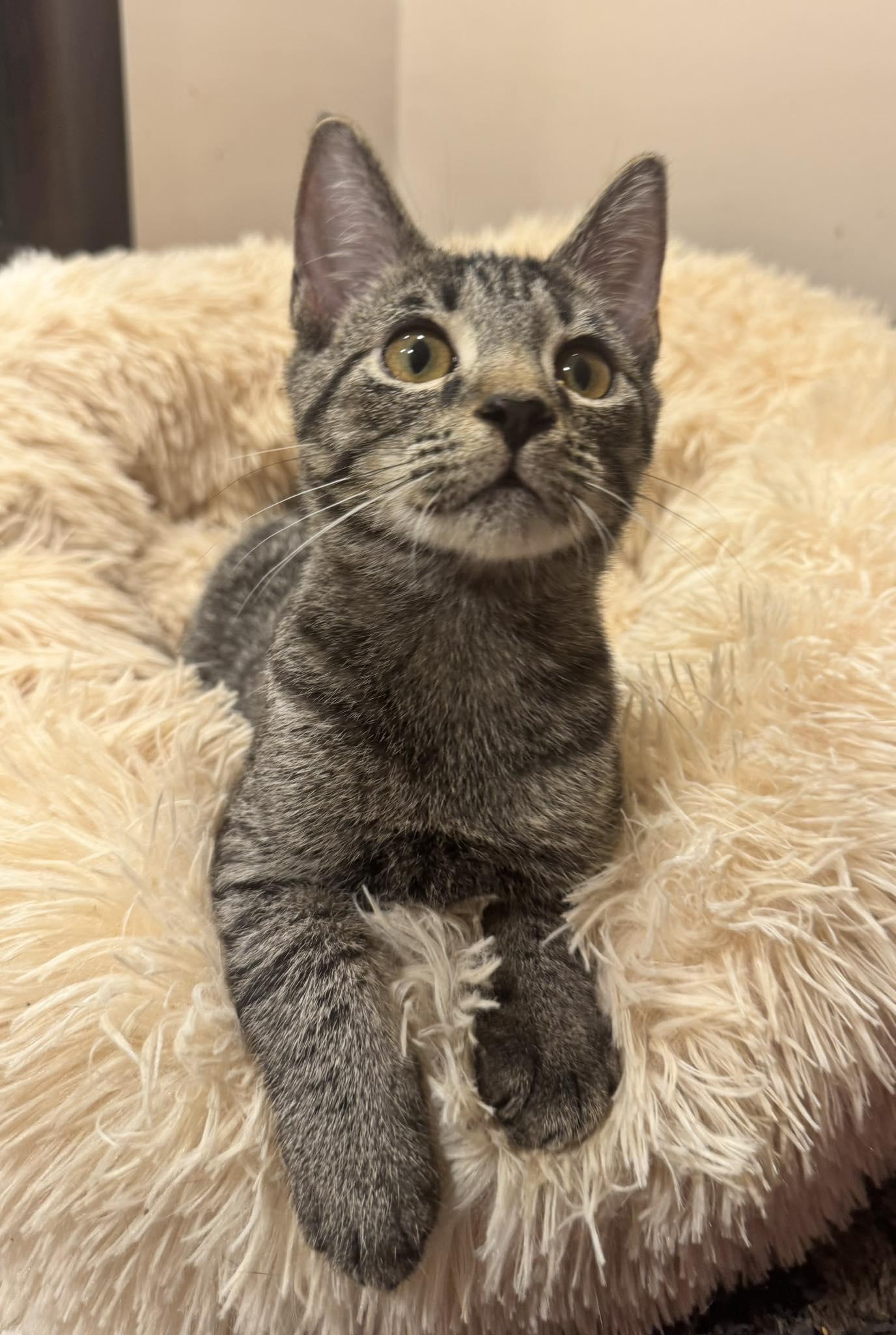 Enlarge Pocket, an adopted Tabby in Columbia, SC image 3/6