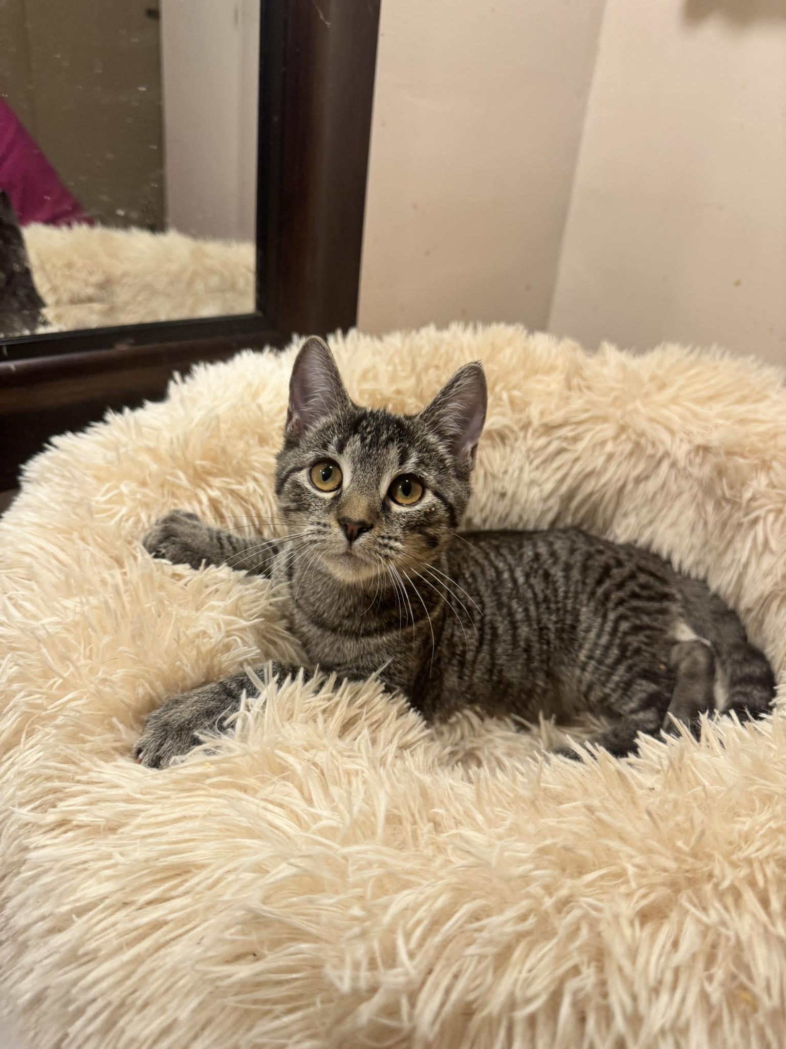 Enlarge Pocket, an adopted Tabby in Columbia, SC image 5/6