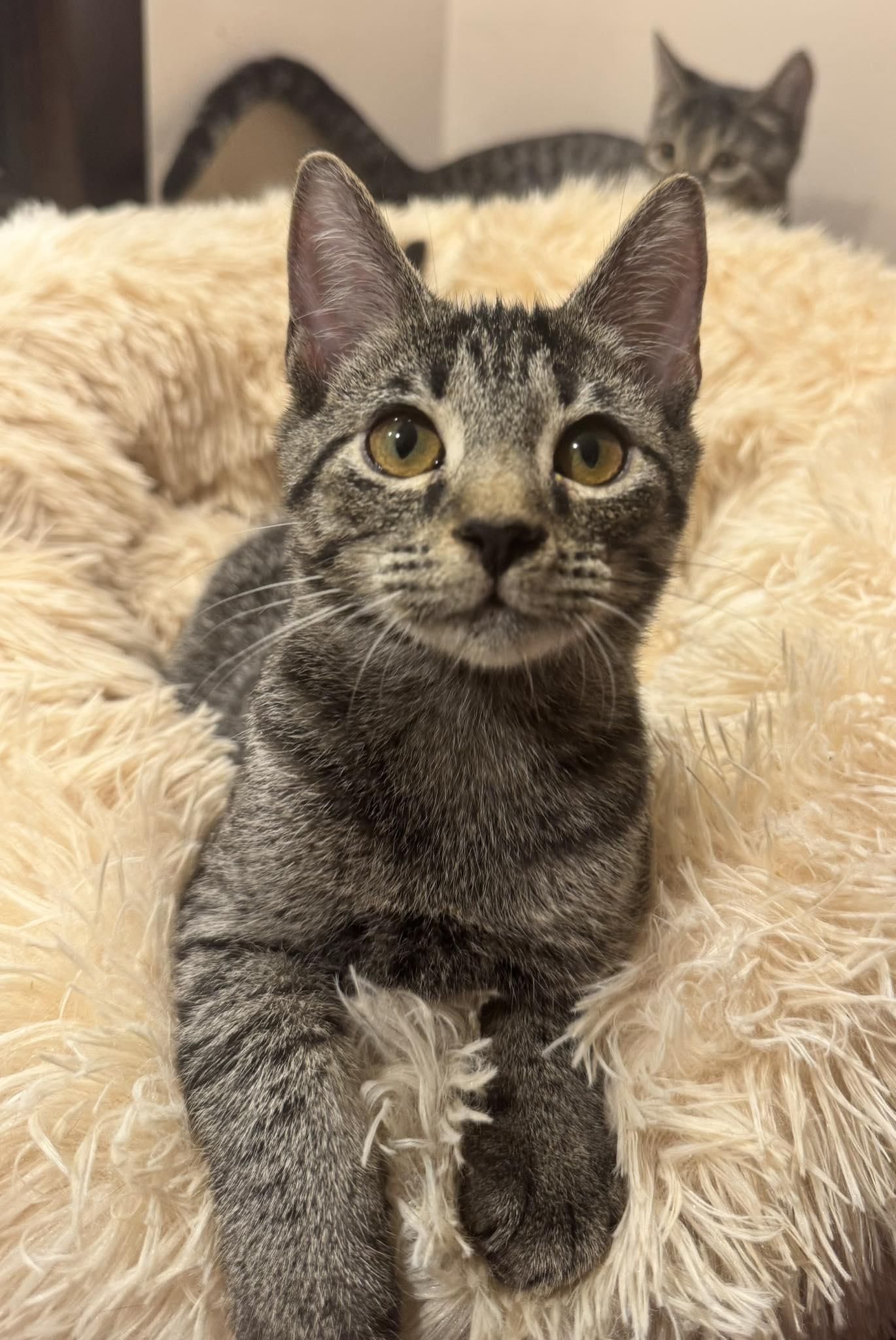 Enlarge Pocket, an adopted Tabby in Columbia, SC image 4/6