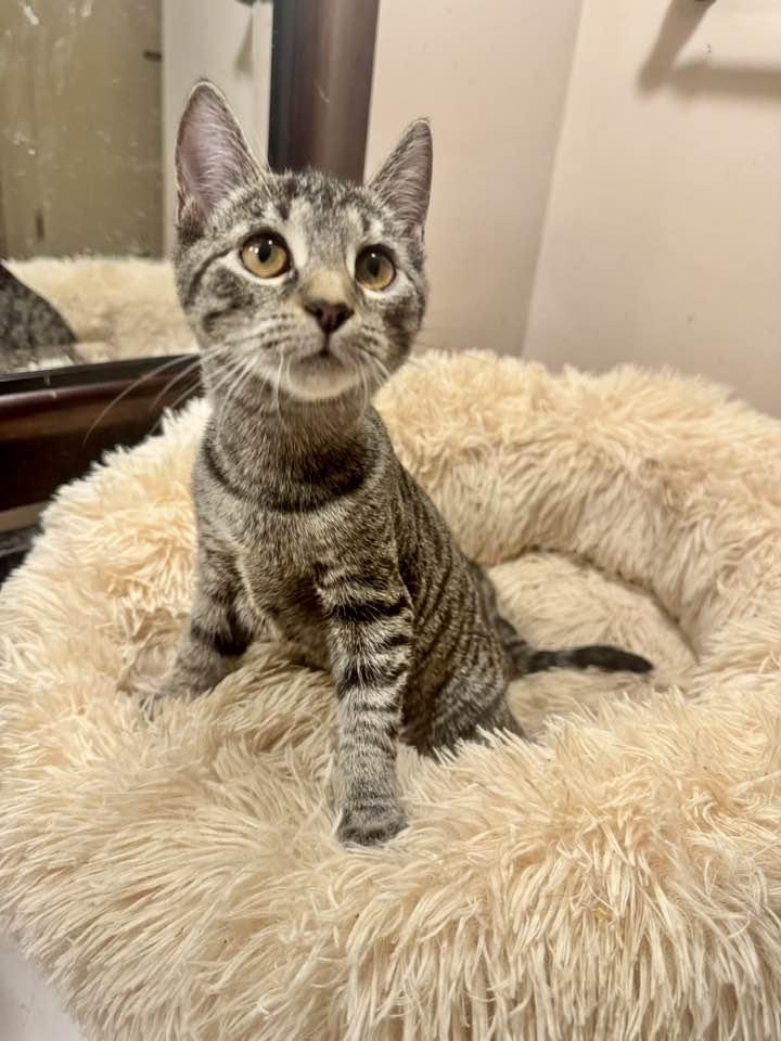 Enlarge Pocket, an adopted Tabby in Columbia, SC image 6/6