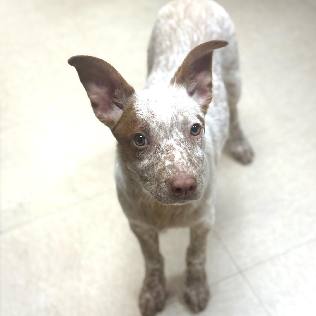 Enlarge Honey, a ADOPTABLE mixed breed in Greensburg, PA image 6/6