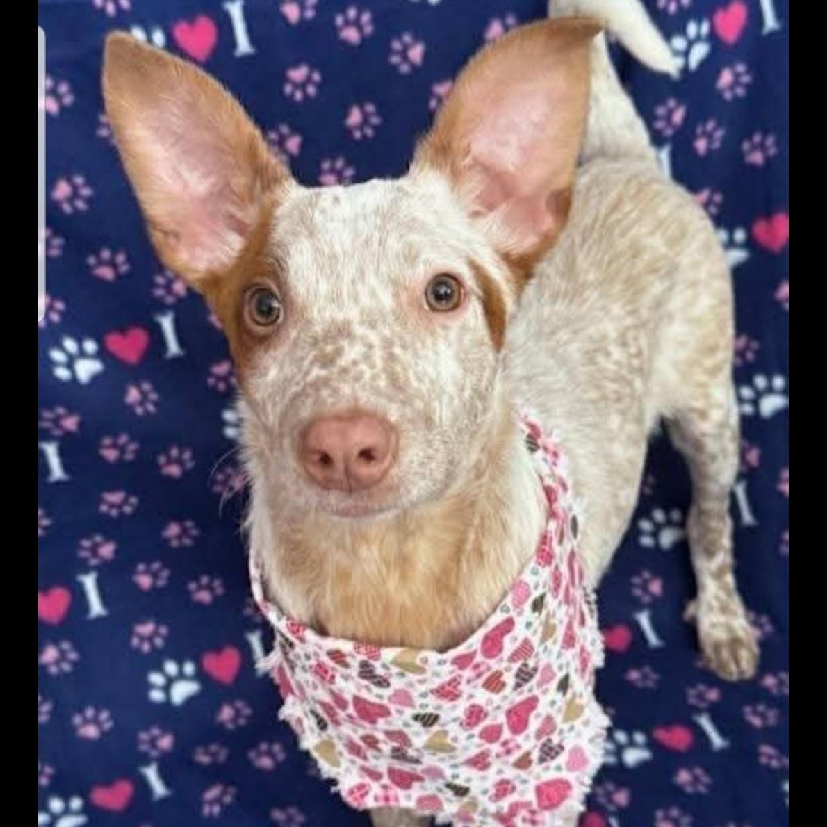 Enlarge Honey, a ADOPTABLE mixed breed in Greensburg, PA image 2/6