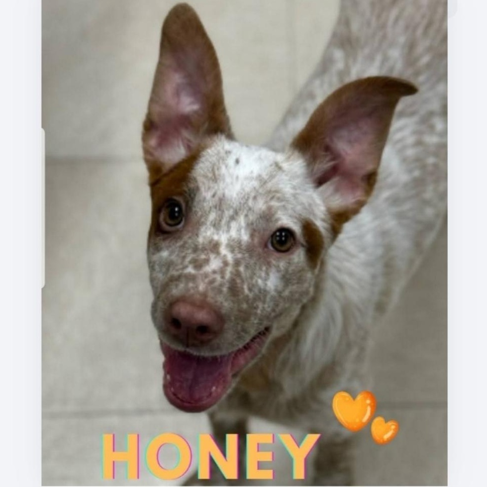 Enlarge Honey, a ADOPTABLE mixed breed in Greensburg, PA image 1/6