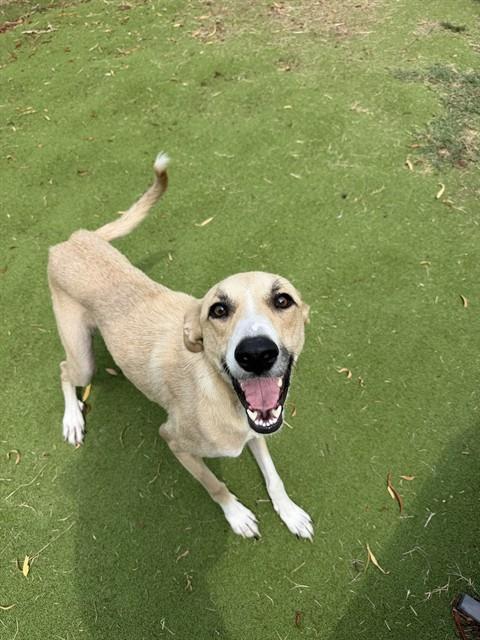 KYLIE, Adoptable, Young Female Labrador Retriever & Whippet.