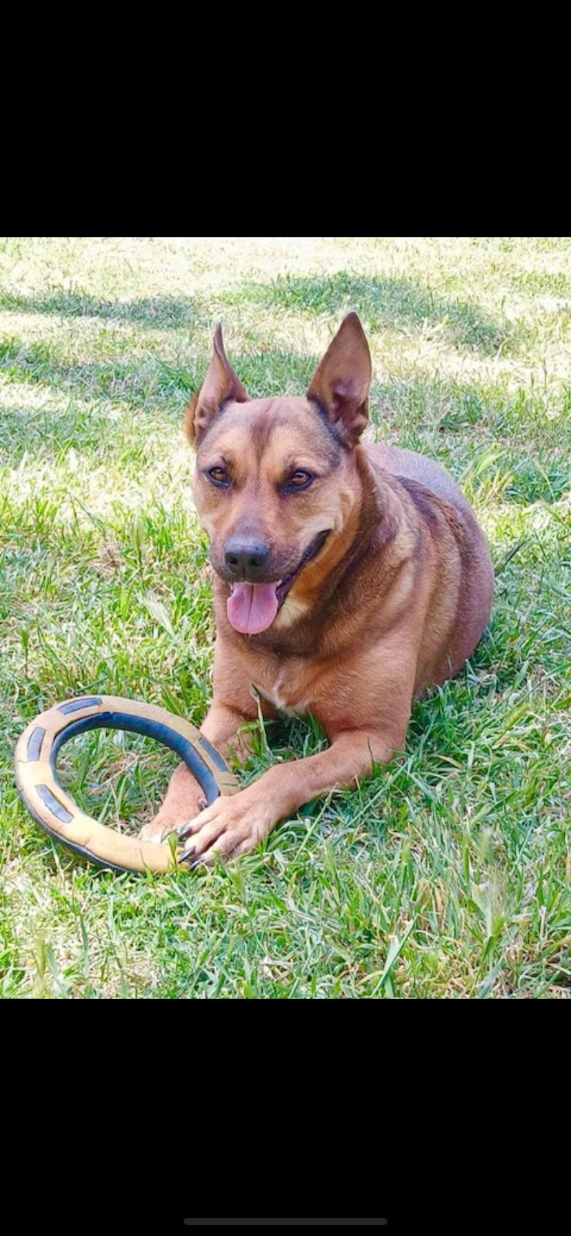 Tora