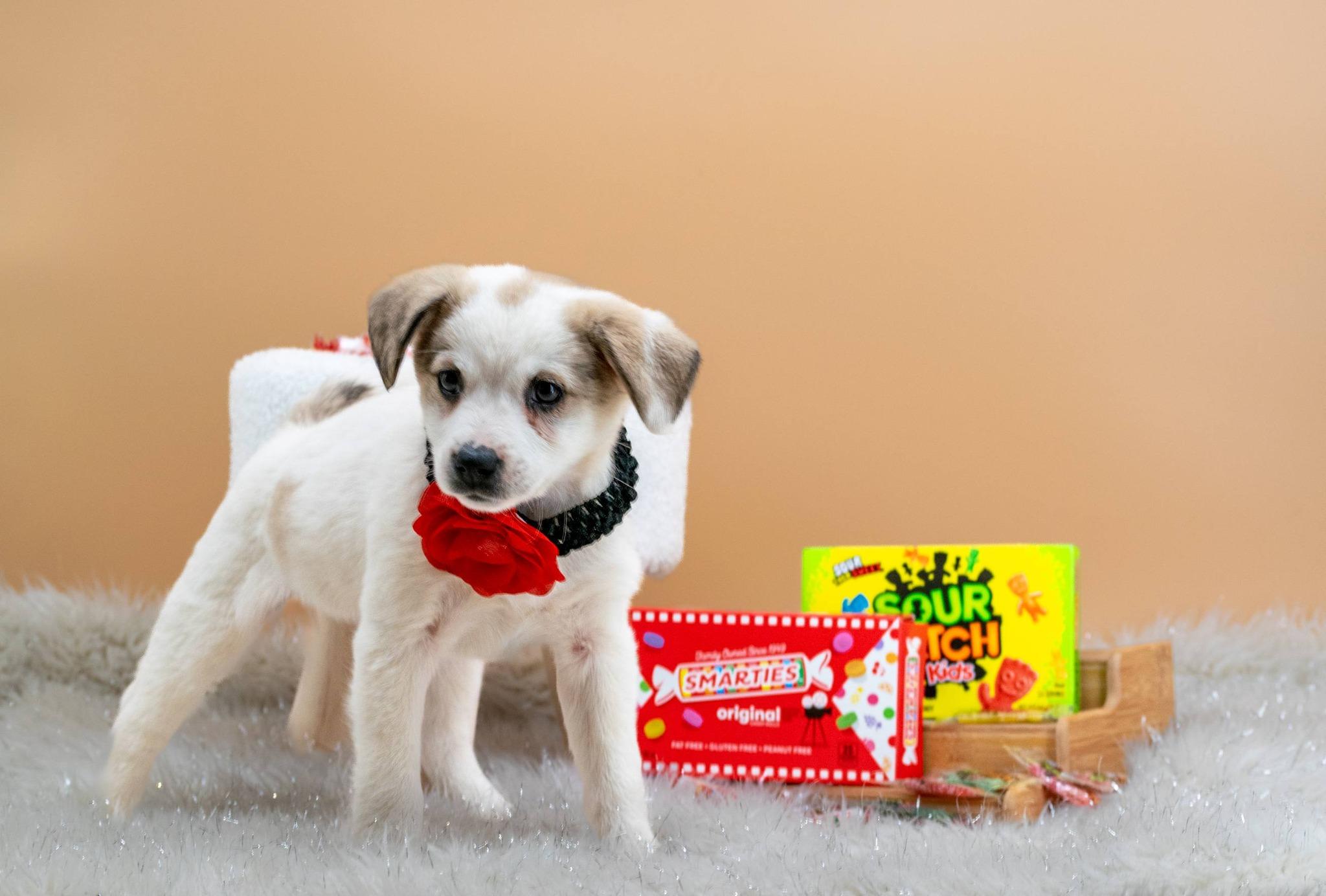 Enlarge Smarties, a ADOPTABLE Husky in Sevierville, TN image 2/4