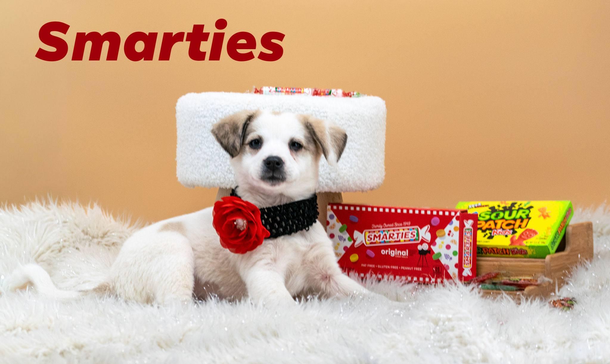 Smarties, ADOPTABLE, Puppy Female Husky.