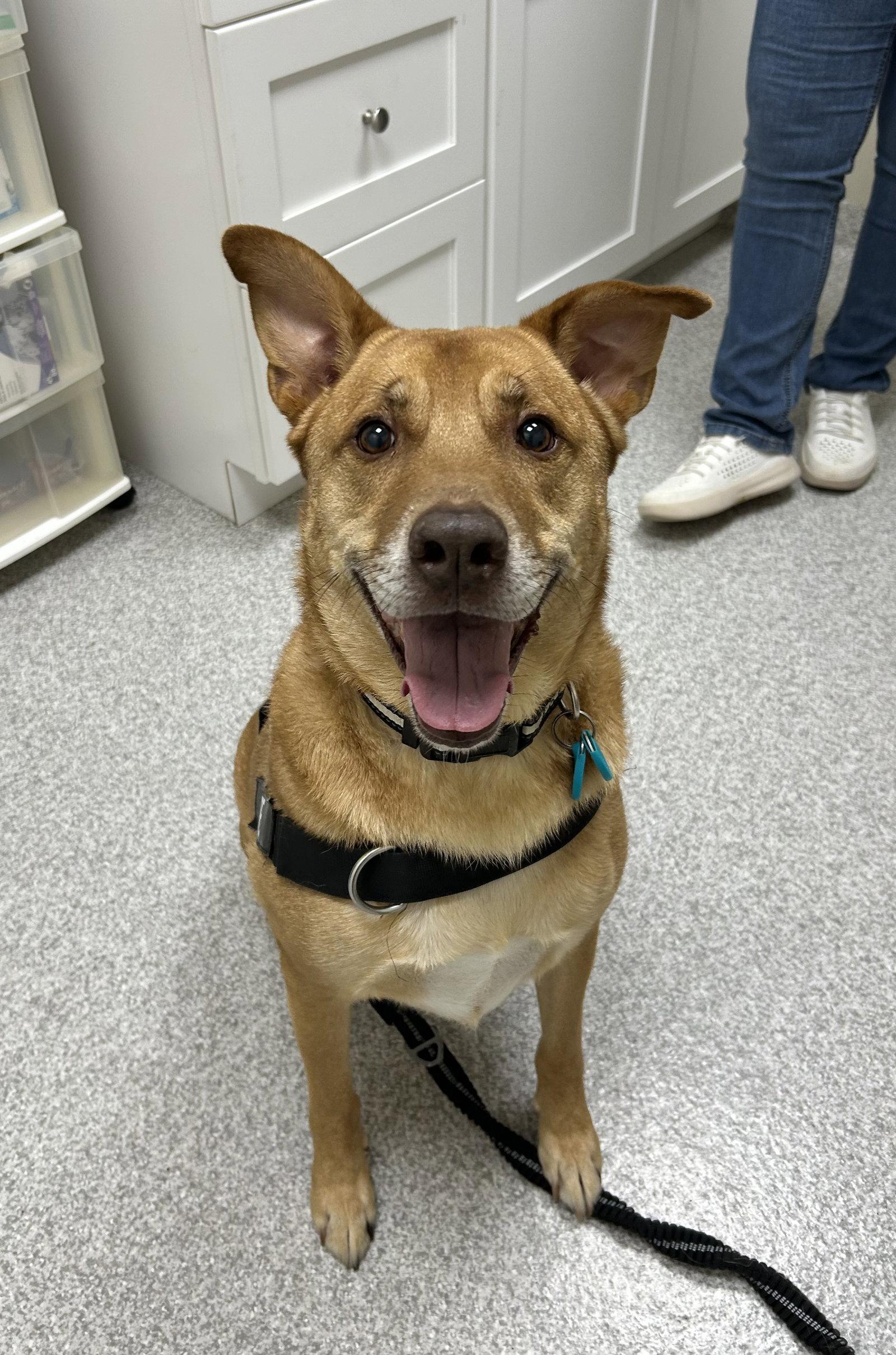 Pete, Adoptable, Adult Male Labrador Retriever & German Shepherd Dog.