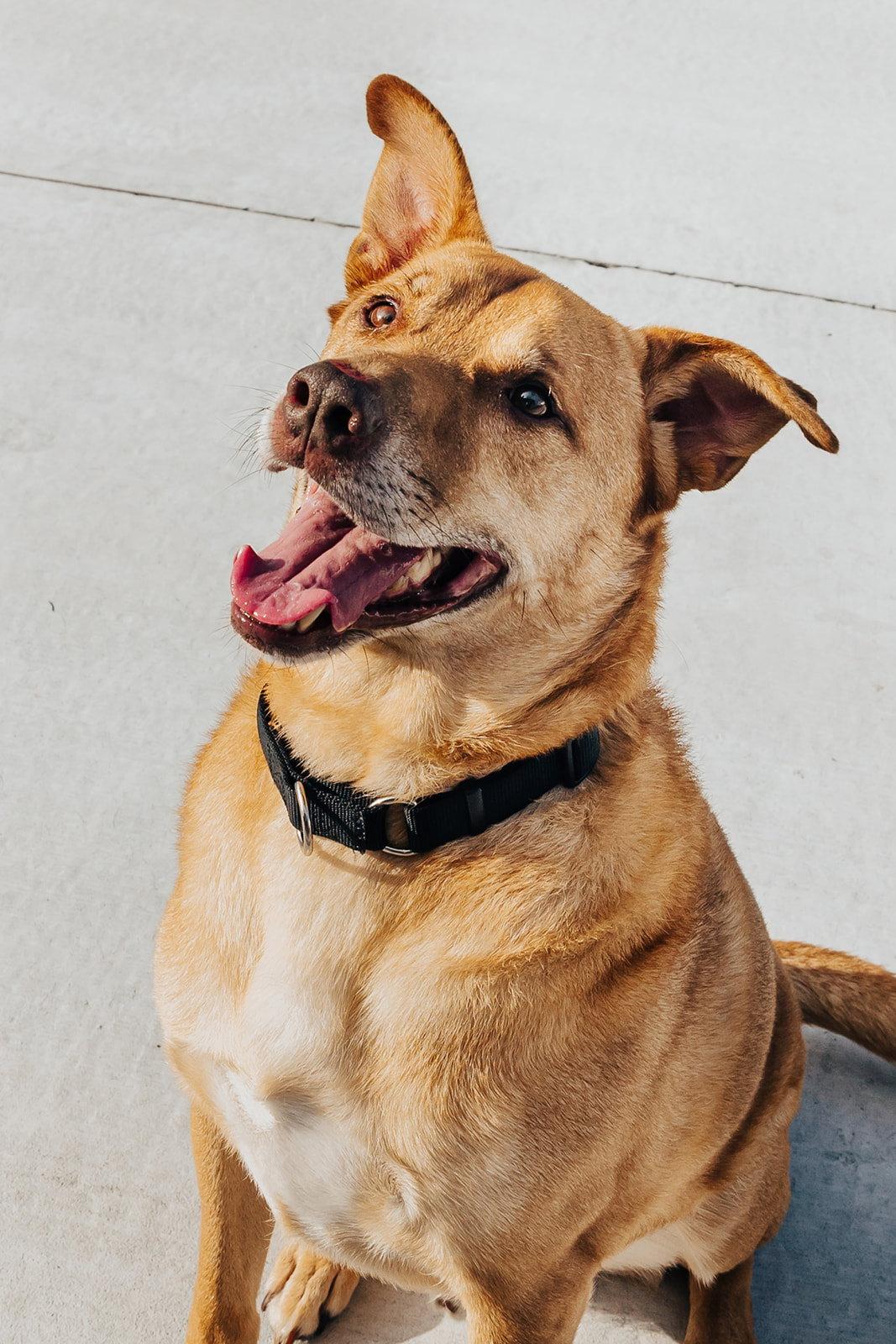 Pete, a Adoptable mixed breed in Lancaster, PA image 2/3