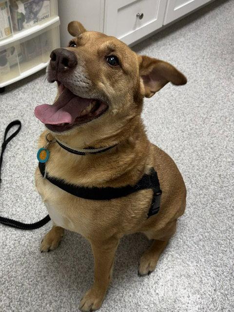 Pete, a Adoptable mixed breed in Lancaster, PA image 3/3