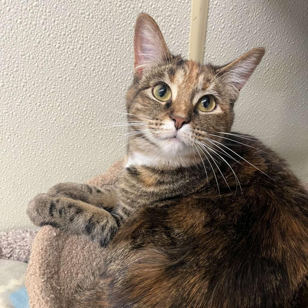 S'more, Adoptable, Adult Female Domestic Short Hair & Domestic Short Hair.