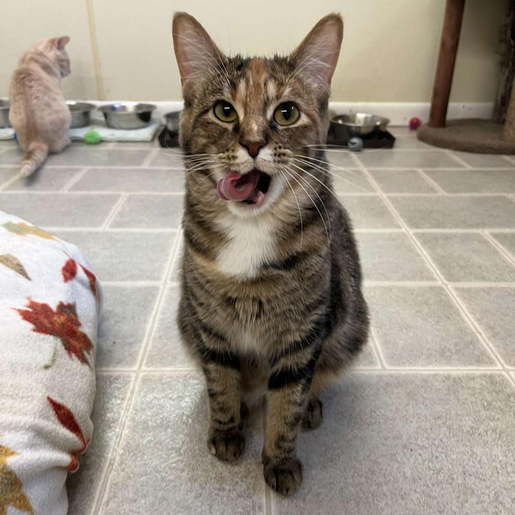 Enlarge S'more, a Adoptable mixed breed in Pontiac, IL image 2/5